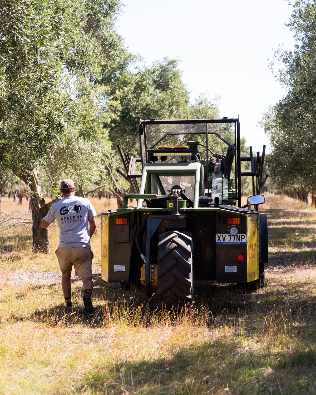 A tractor working between olive trees