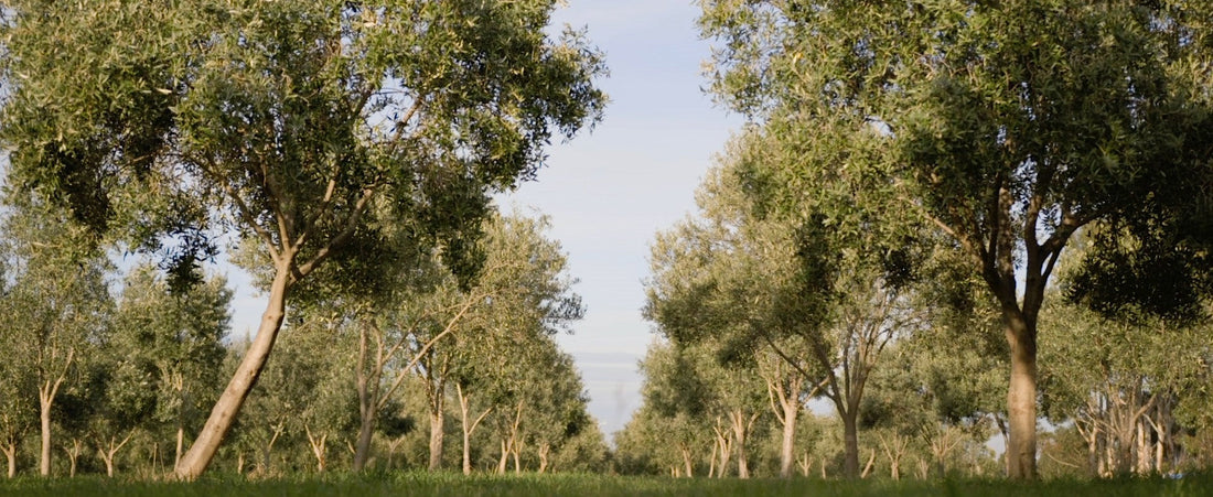 What is high-polyphenol olive oil?