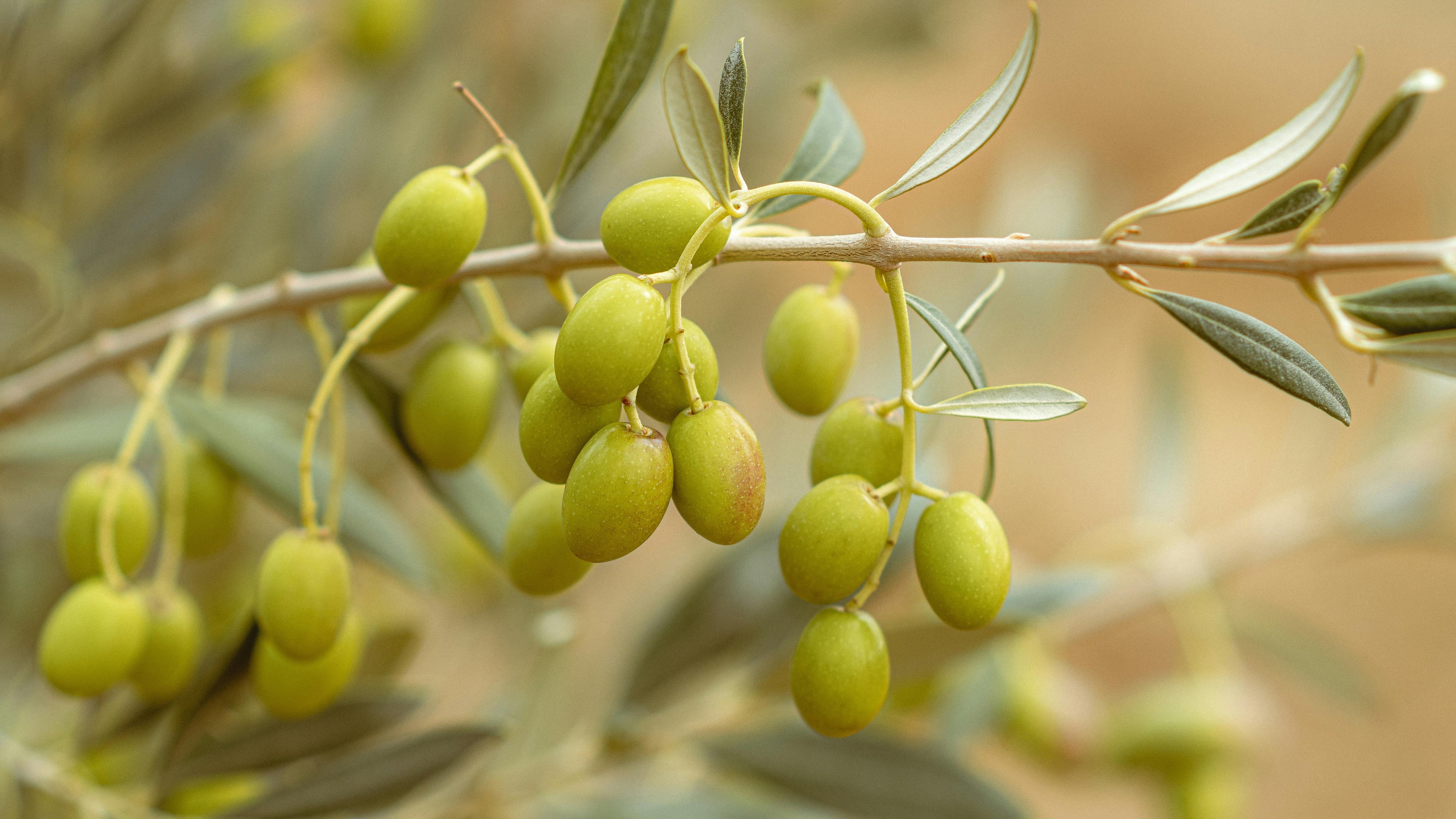 Tin Cans for Olive Oil: Why This Old-World Packaging Still Wins