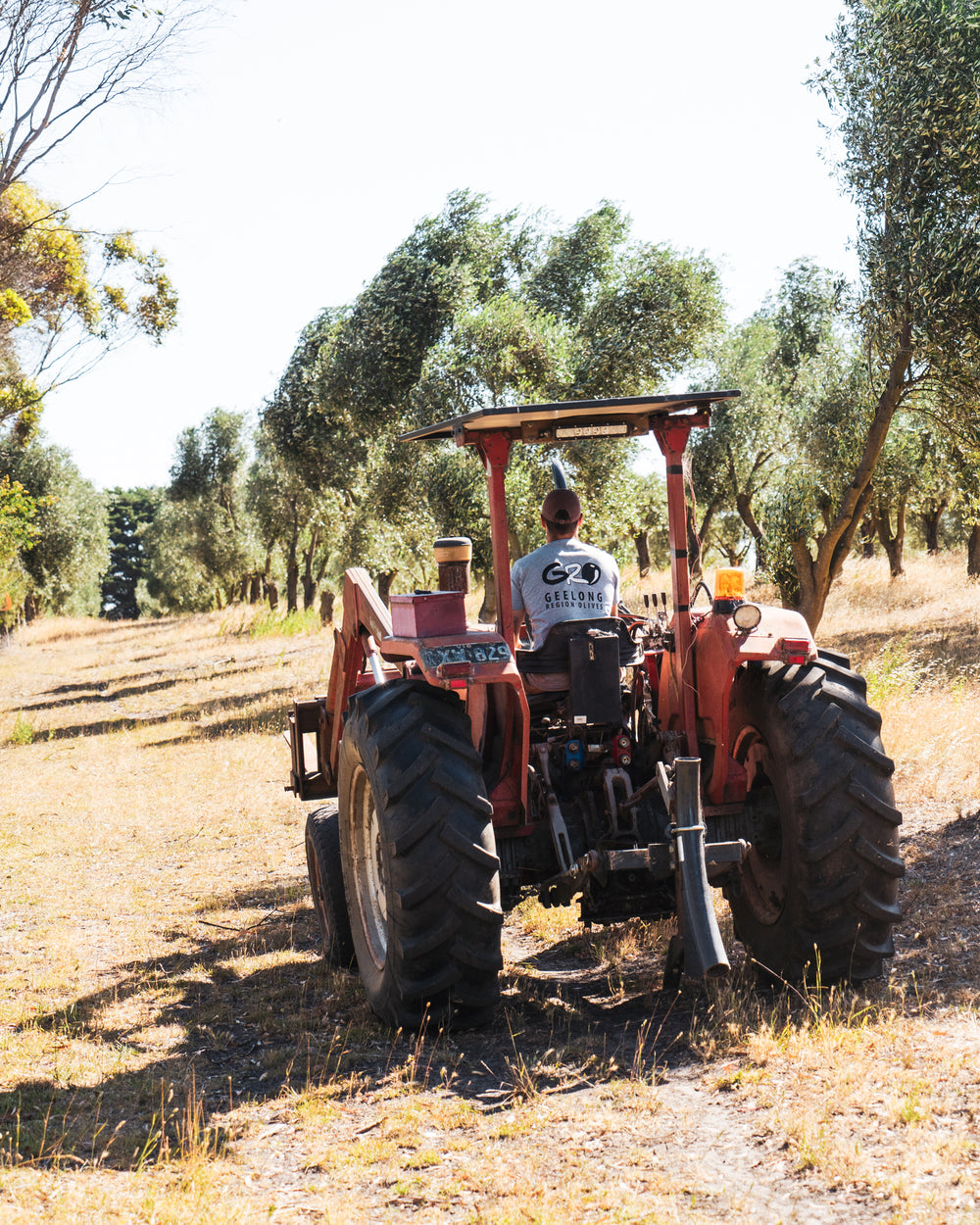 A tractor among olive trees