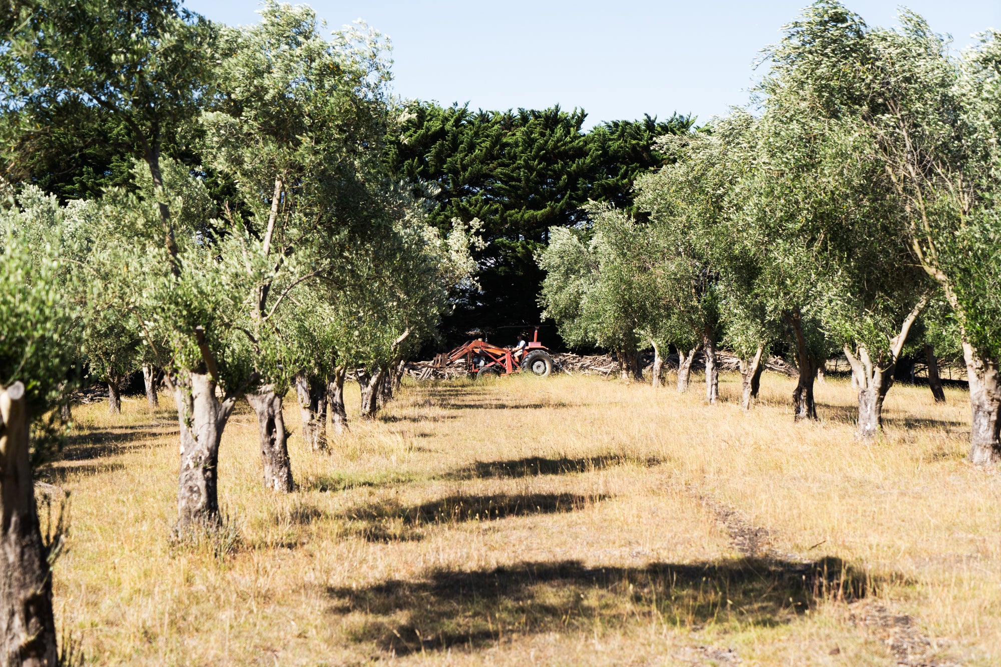 Geelong Region Olives-19.jpg__PID:679486d0-1023-414c-a540-ab99b1d1a30c