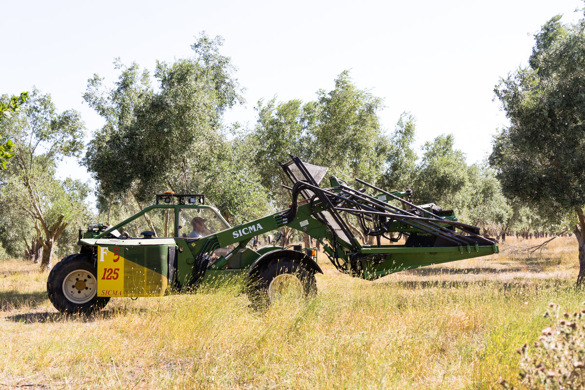 Olive trees in an open grove