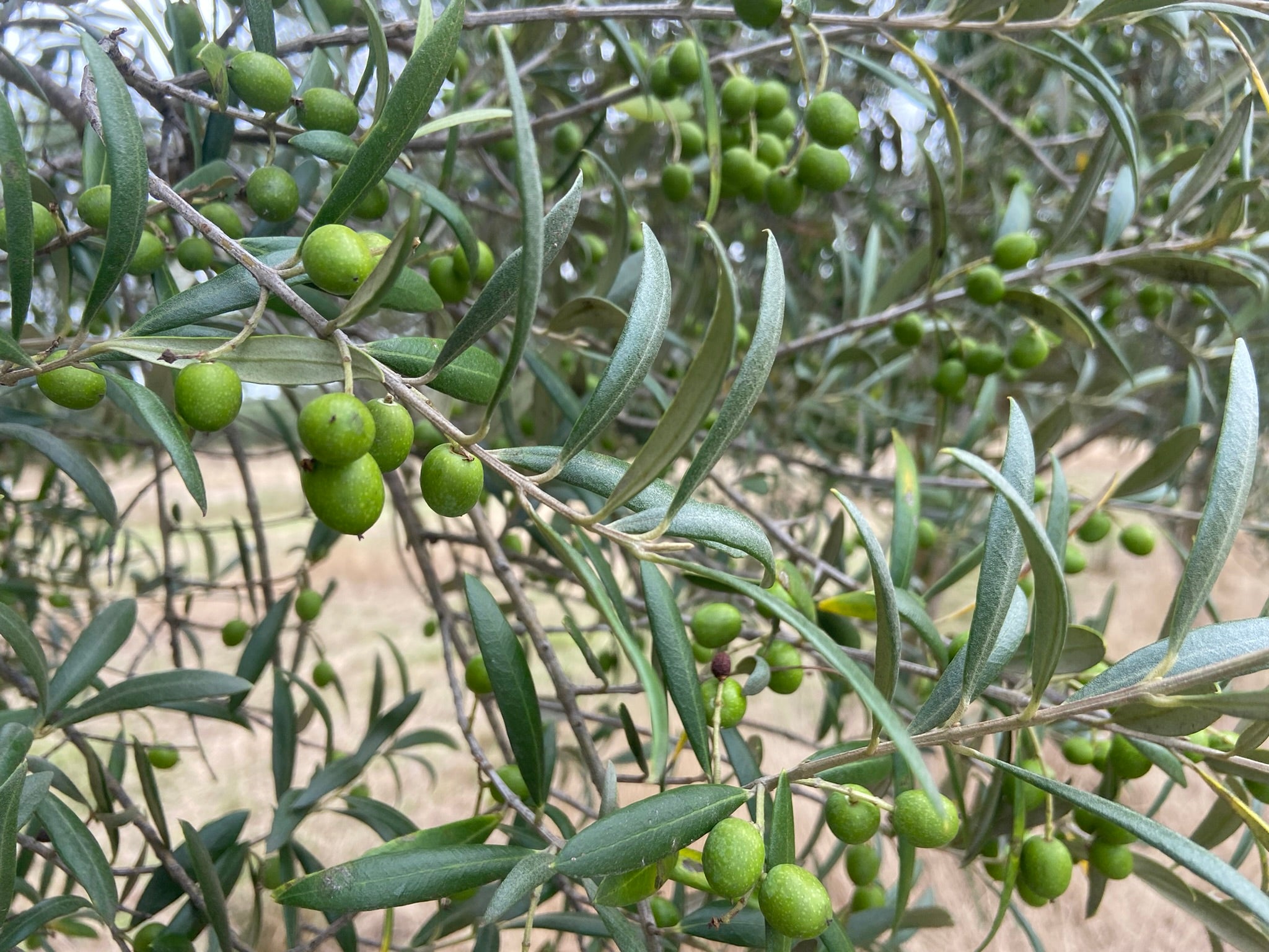Green Olives on tree.JPEG__PID:e1033bad-67de-4635-ae01-0626d91c9d44